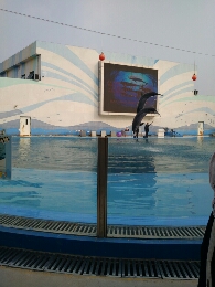 奇妙的海豚表演.jpg